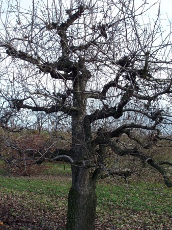 November 09 - Bäume fällen